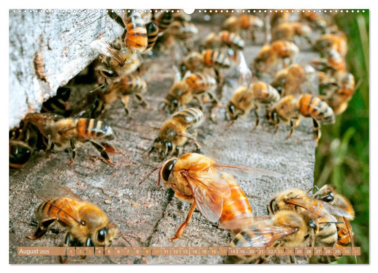 Bild: 9783383886270 | Süßes Gold: Imker, Bienen &amp; Honig (Wandkalender 2025 DIN A2 quer),...