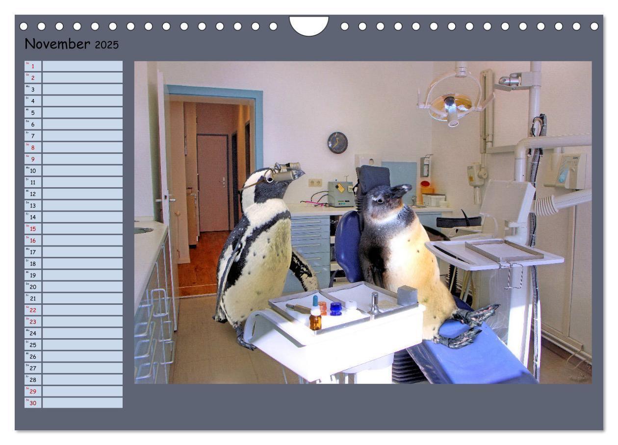 Bild: 9783435313877 | Pinguine privat Planer (Wandkalender 2025 DIN A4 quer), CALVENDO...