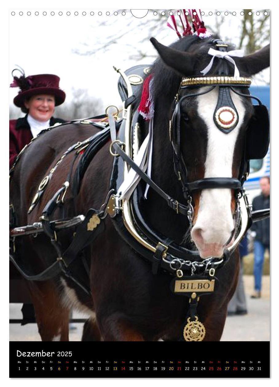 Bild: 9783457069646 | Shire Horse - Geschmückte Riesen (Wandkalender 2025 DIN A3 hoch),...