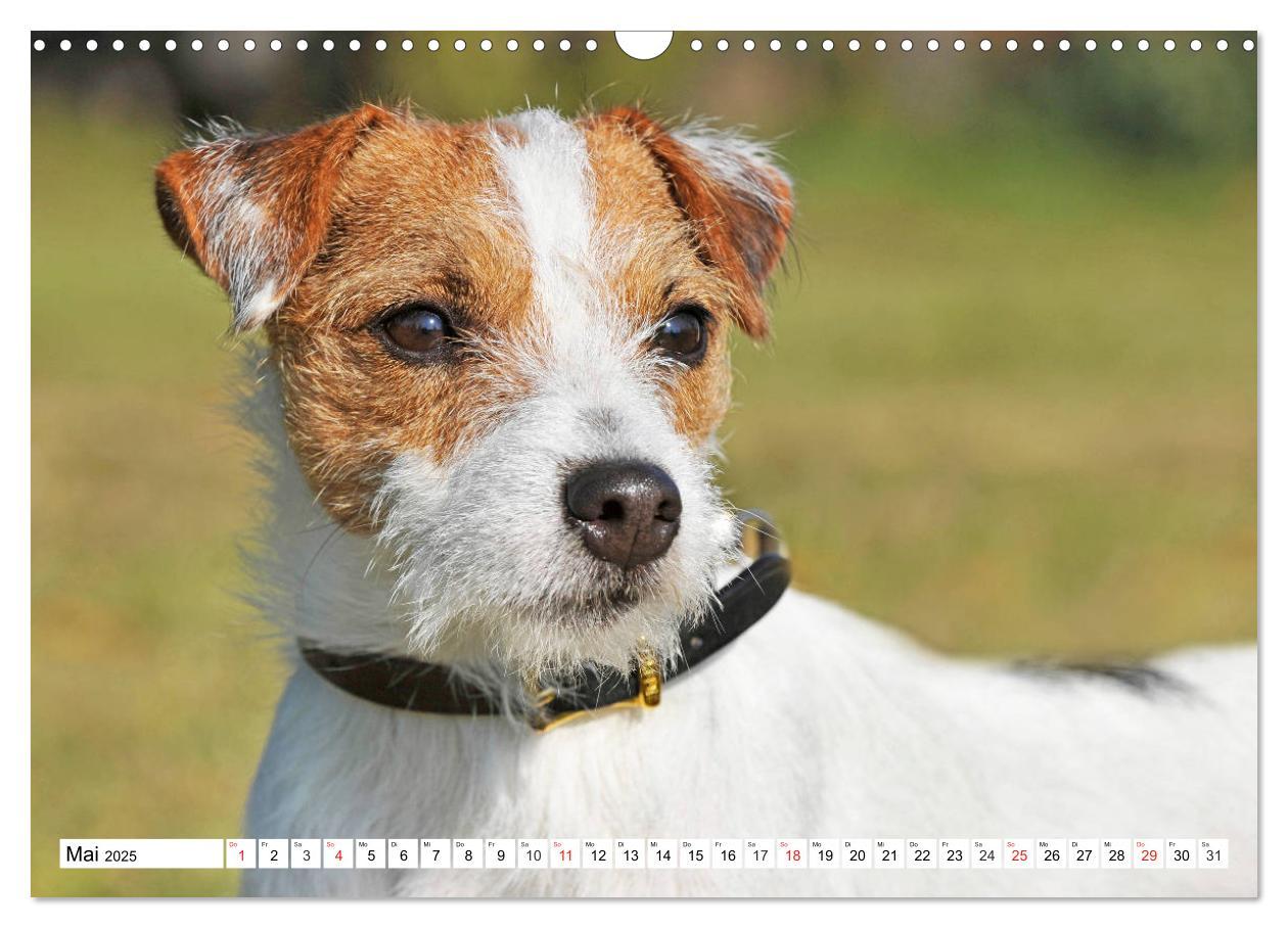 Bild: 9783435250462 | 100000 Volt auf vier Pfoten - Jack und Parson Russell Terrier...