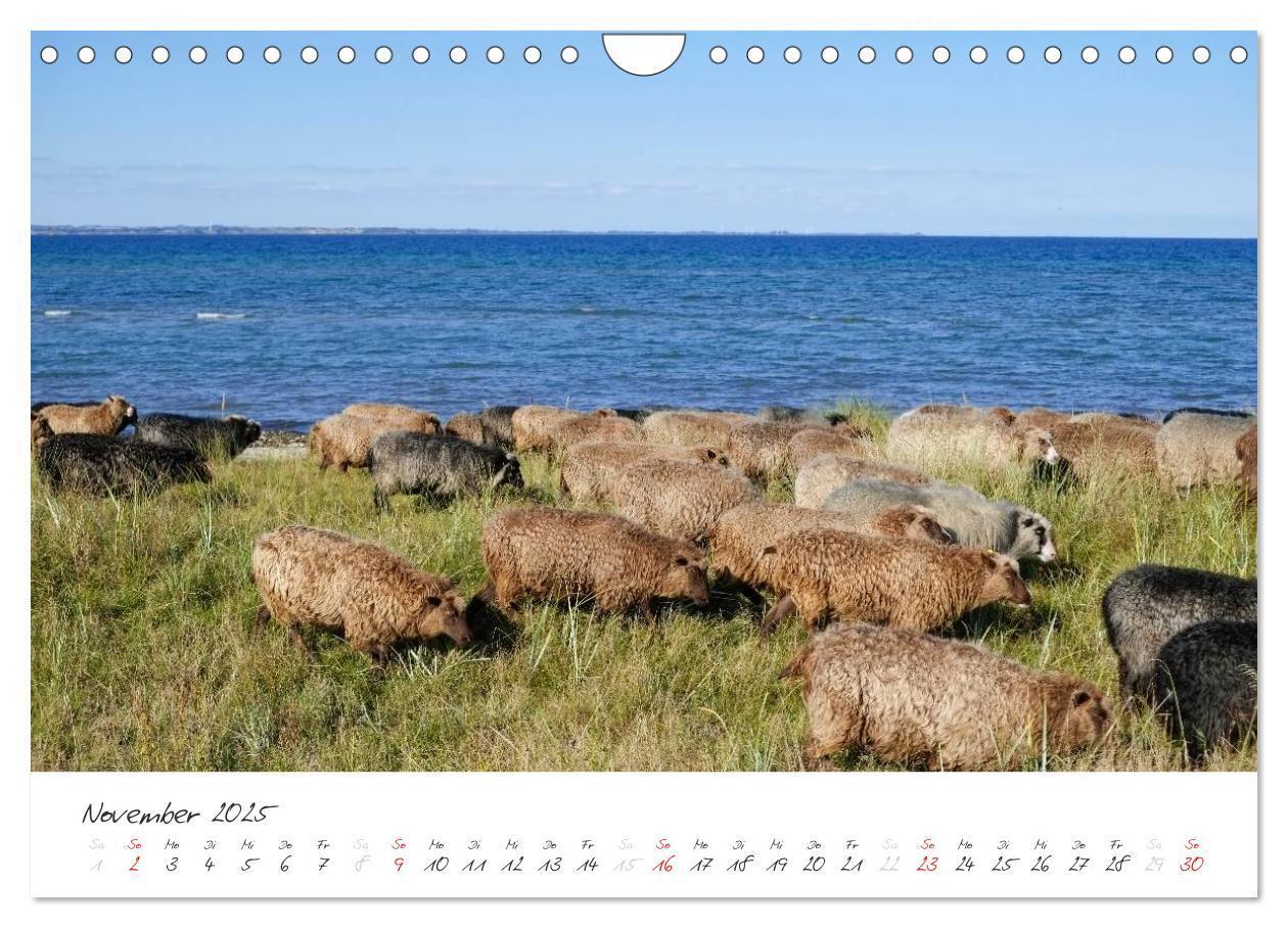 Bild: 9783435644032 | Geltinger Birk (Wandkalender 2025 DIN A4 quer), CALVENDO...