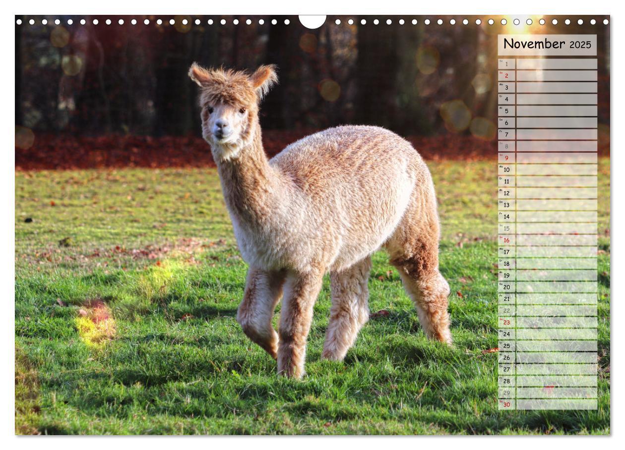 Bild: 9783383983573 | Alpaka, coole Typen mit wilden Frisuren (Wandkalender 2025 DIN A3...