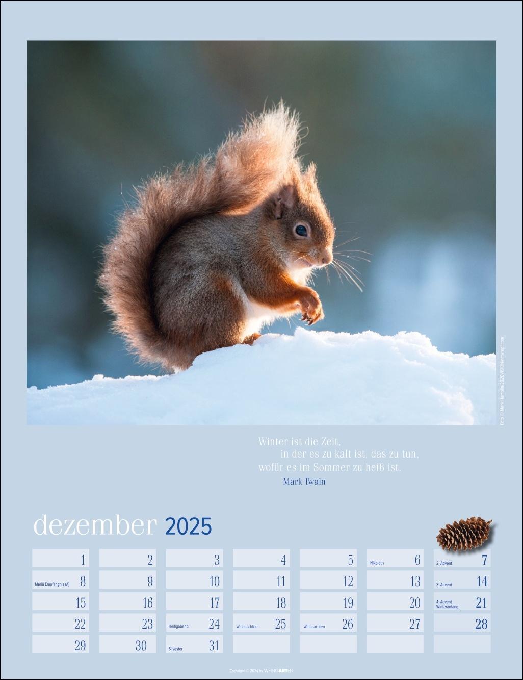 Bild: 9783839900758 | Eichhörnchen Kalender 2025 | Kalender | Spiralbindung | 14 S. | 2025