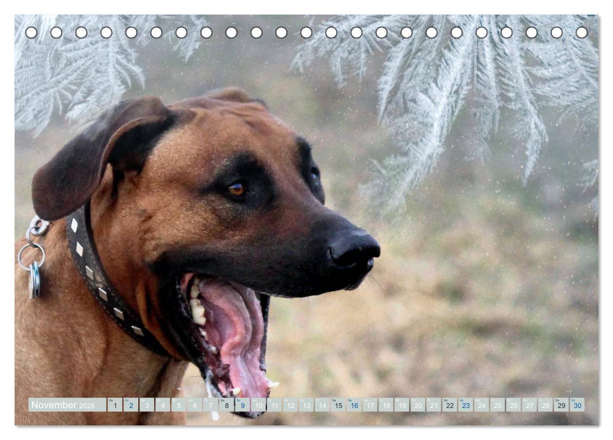 Bild: 9783435261123 | Rhodesian Ridgeback Augen-Blicke (Tischkalender 2025 DIN A5 quer),...