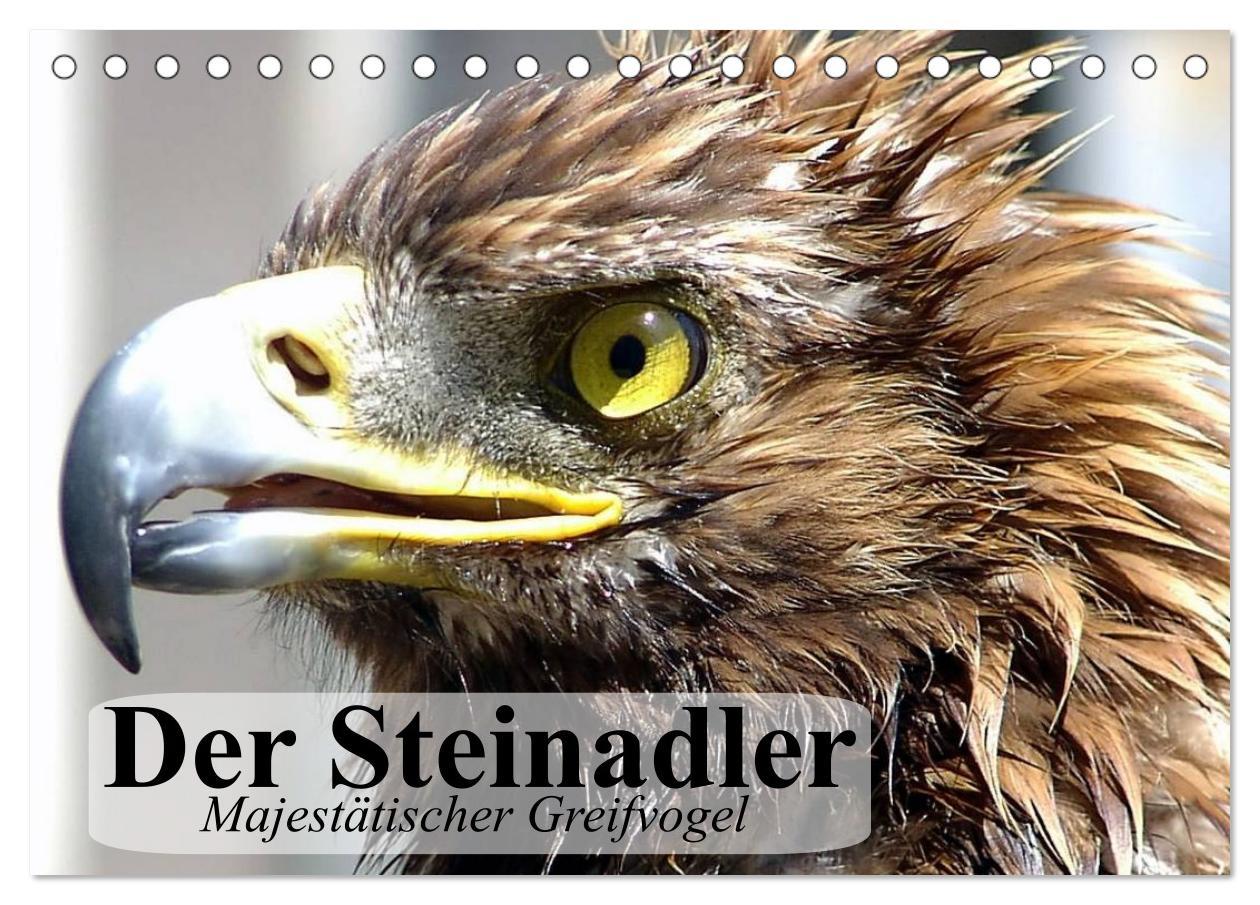 Cover: 9783435514298 | Der Steinadler. Majestätischer Greifvogel (Tischkalender 2025 DIN...