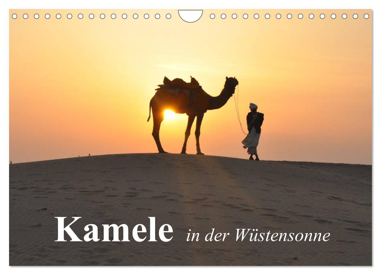 Cover: 9783435601035 | Kamele in der Wüstensonne (Wandkalender 2025 DIN A4 quer), CALVENDO...