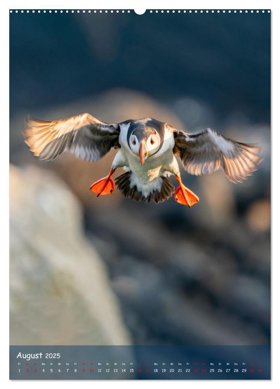 Bild: 9783435849390 | Naturerlebnis Puffin (Wandkalender 2025 DIN A2 hoch), CALVENDO...