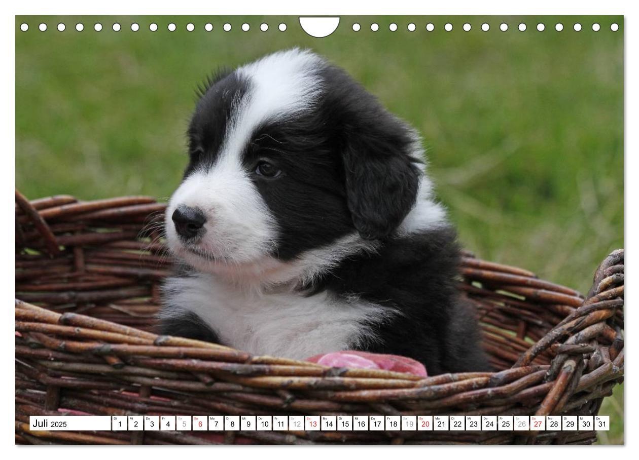 Bild: 9783435834037 | Border Collie Welpen (Wandkalender 2025 DIN A4 quer), CALVENDO...