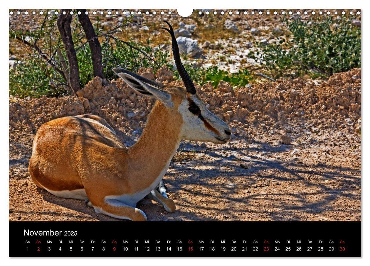 Bild: 9783435777280 | Namibias Tiere: von groß bis klein (Wandkalender 2025 DIN A3 quer),...