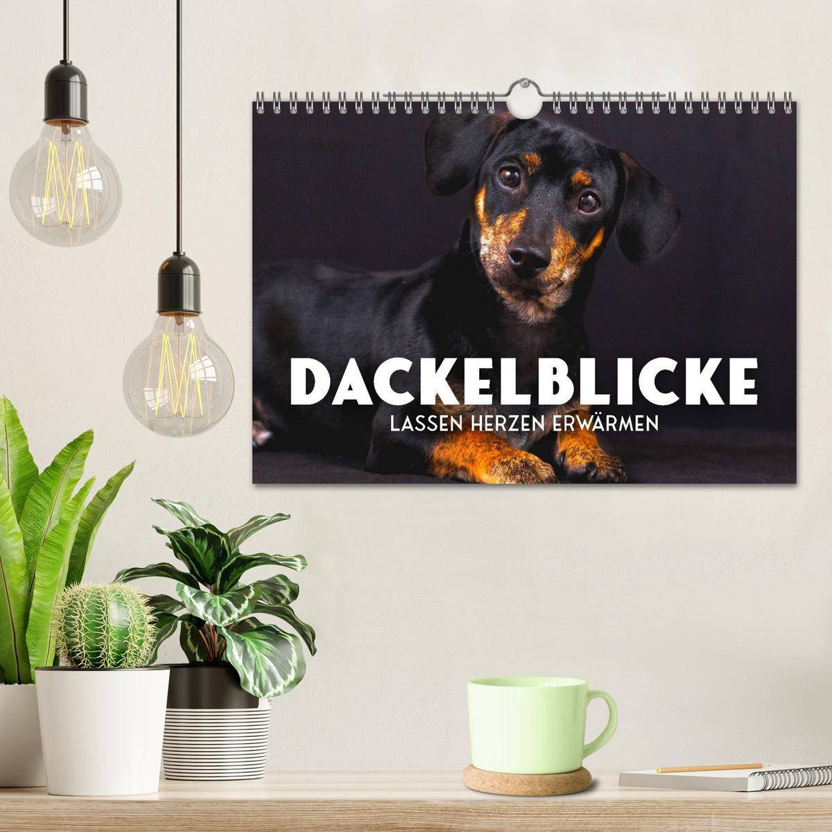 Bild: 9783383930607 | Dackelblicke - Lassen Herzen erwärmen. (Wandkalender 2025 DIN A4...