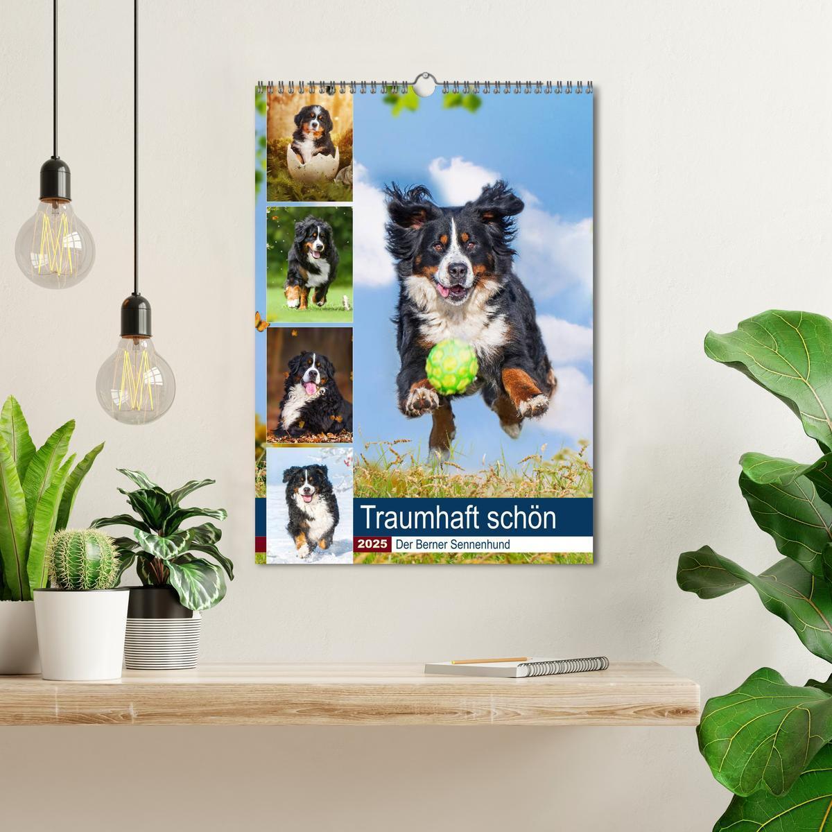 Bild: 9783435937974 | Traumhaft schön - Der Berner Sennenhund (Wandkalender 2025 DIN A3...