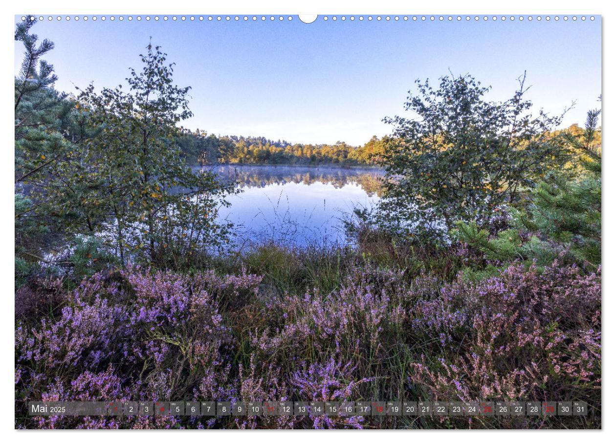 Bild: 9783383852541 | Die Lüneburger Heide - In voller Blüte (Wandkalender 2025 DIN A2...