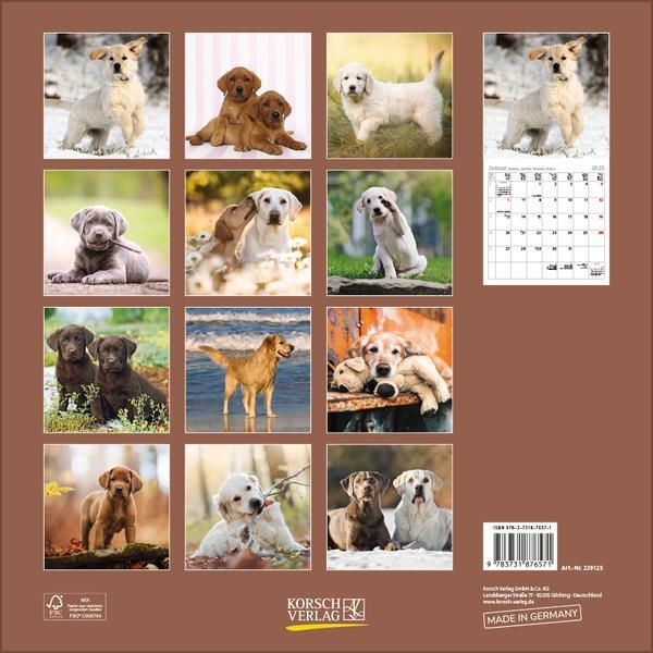 Bild: 9783731876571 | Retriever 2025 | Verlag Korsch | Kalender | 13 S. | Deutsch | 2025