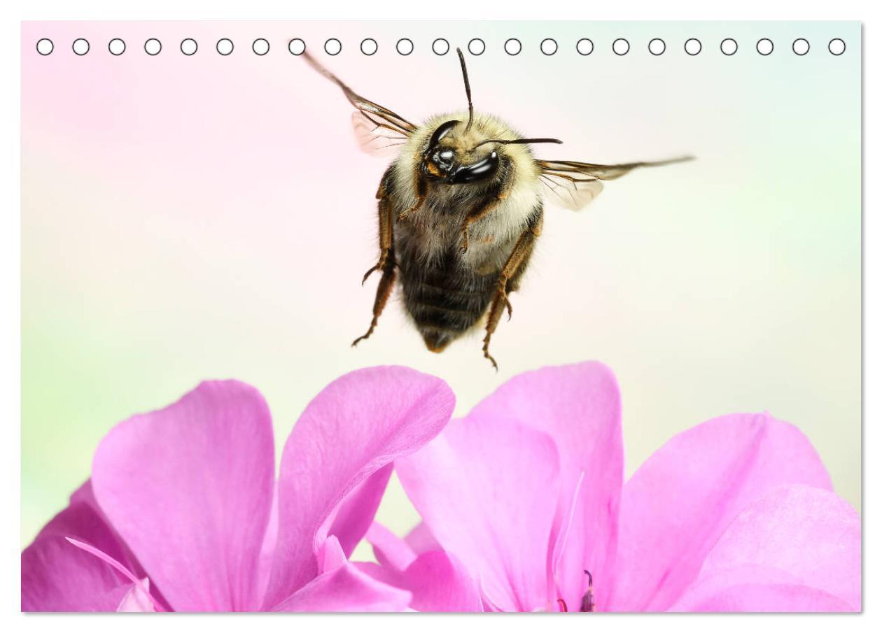 Bild: 9783435219681 | Sechs Beine in der Luft - Wildbienen im Flug (Tischkalender 2025...