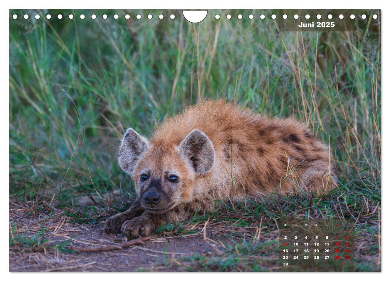 Bild: 9783383967399 | Auf Safari im Kruger National Park (Wandkalender 2025 DIN A4 quer),...