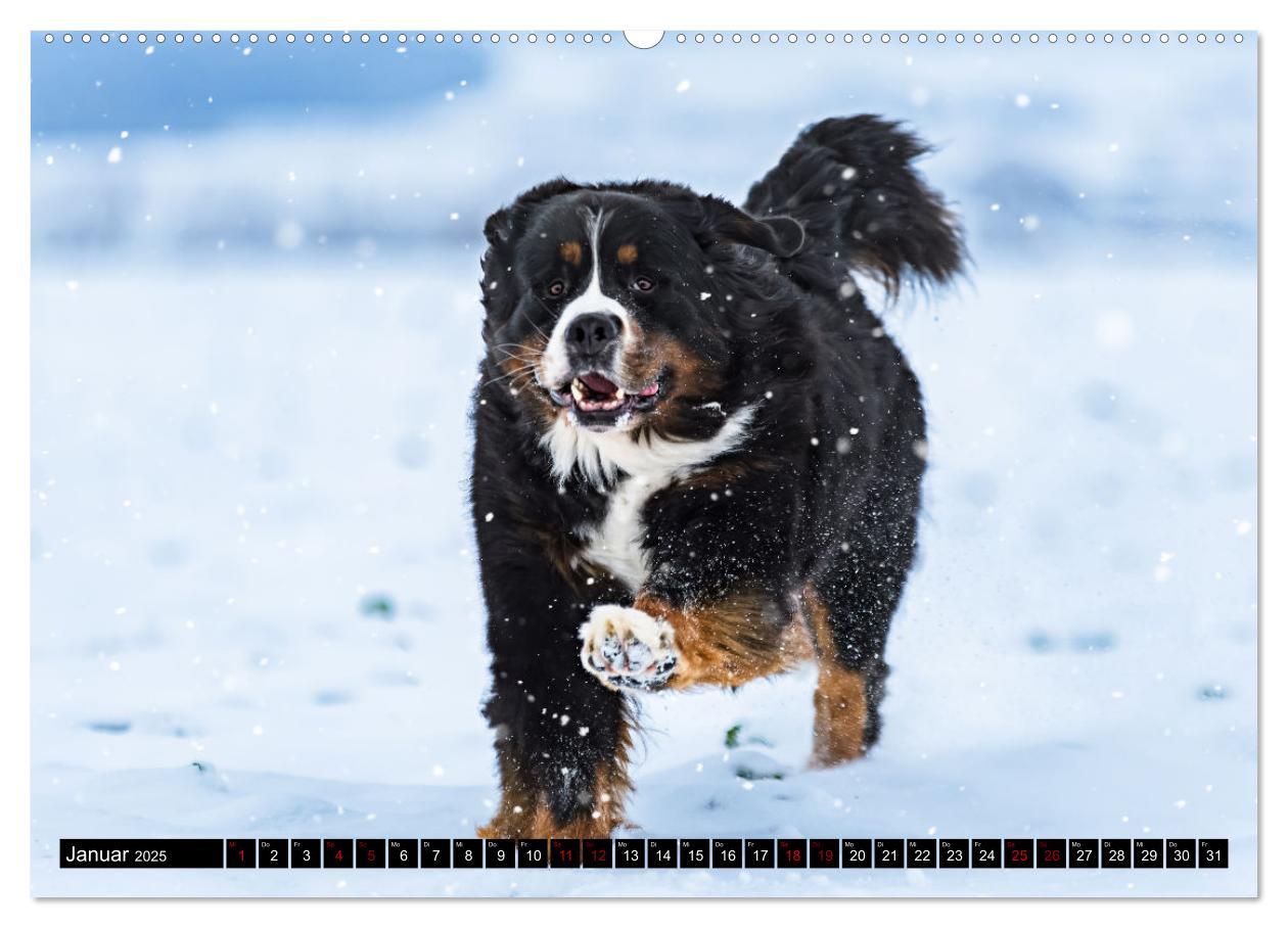 Bild: 9783457182604 | Berner Sennenhunde - Faszinierende Herzensbrecher (Wandkalender...