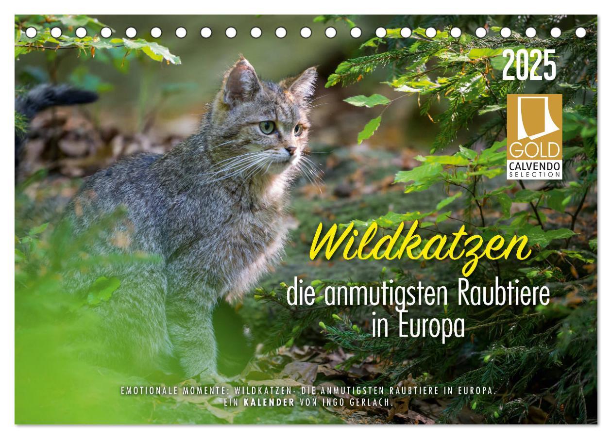 Cover: 9783435218394 | Wildkatzen - die anmutigsten Raubiere in Europa. (Tischkalender...