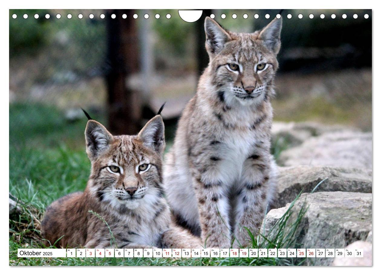 Bild: 9783435420773 | Familie Luchs - Die Jäger mit dem Pinselohr (Wandkalender 2025 DIN...