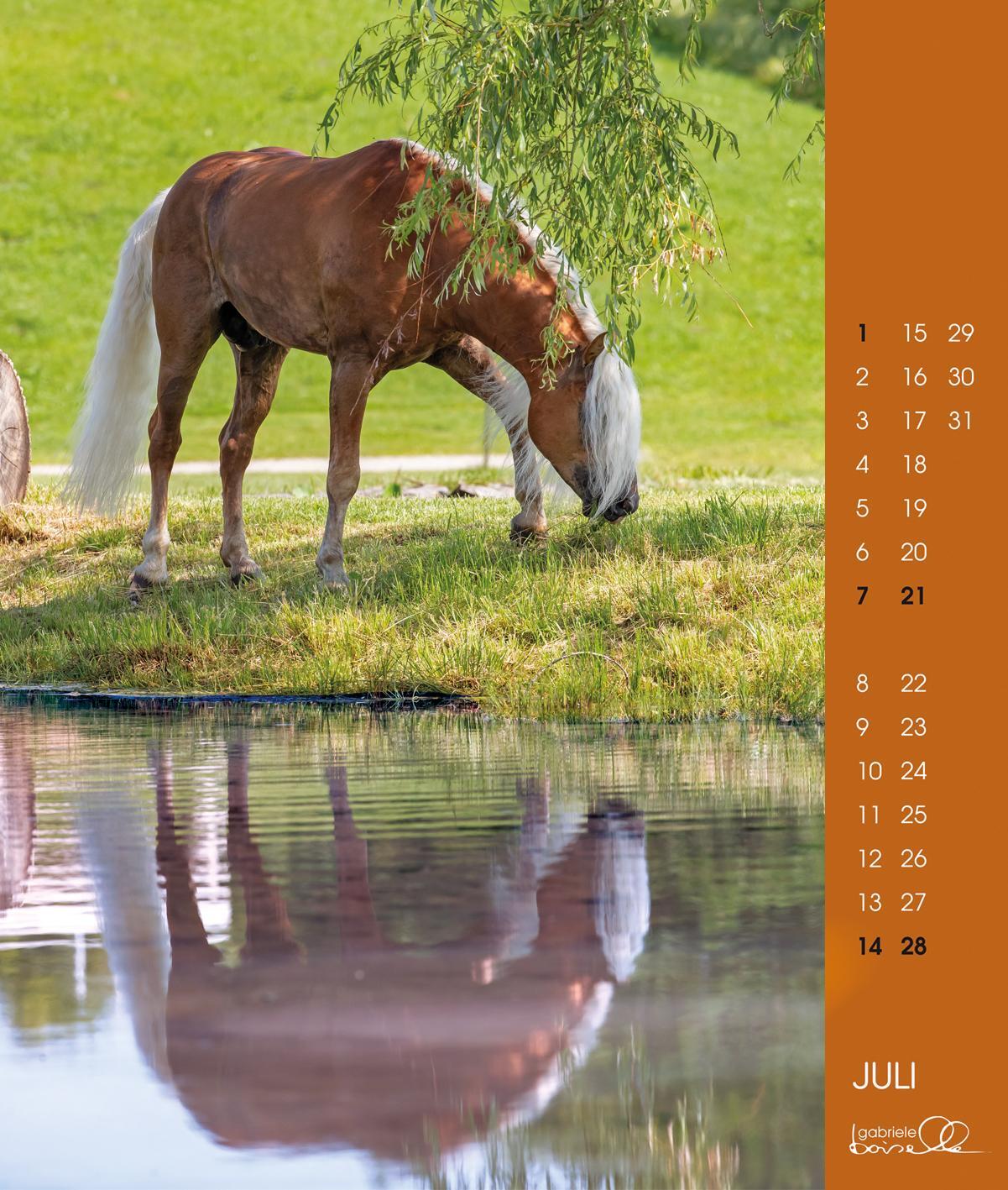 Bild: 9783964120762 | Haflinger 2025 | Haflinger Pferde | Gabriele Boiselle | Kalender