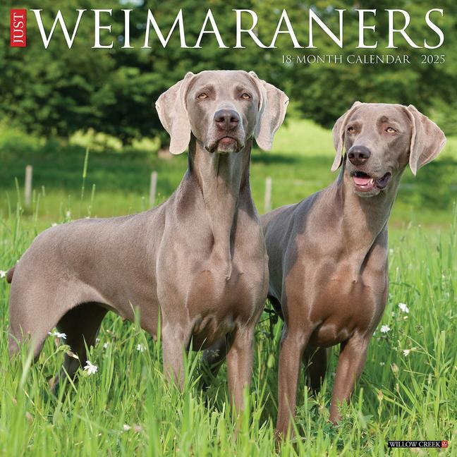 Cover: 9781549245312 | Just Weimaraners 2025 12 X 12 Wall Calendar | Willow Creek Press