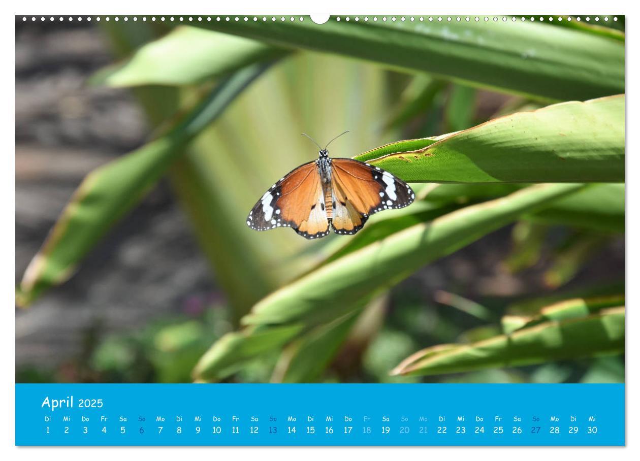 Bild: 9783435244485 | Cabo verde Inselgeflüster - Ilha do Sal (Wandkalender 2025 DIN A2...