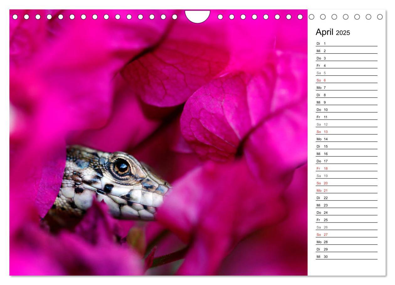 Bild: 9783435158263 | Wildromatisches Korsika (Wandkalender 2025 DIN A4 quer), CALVENDO...