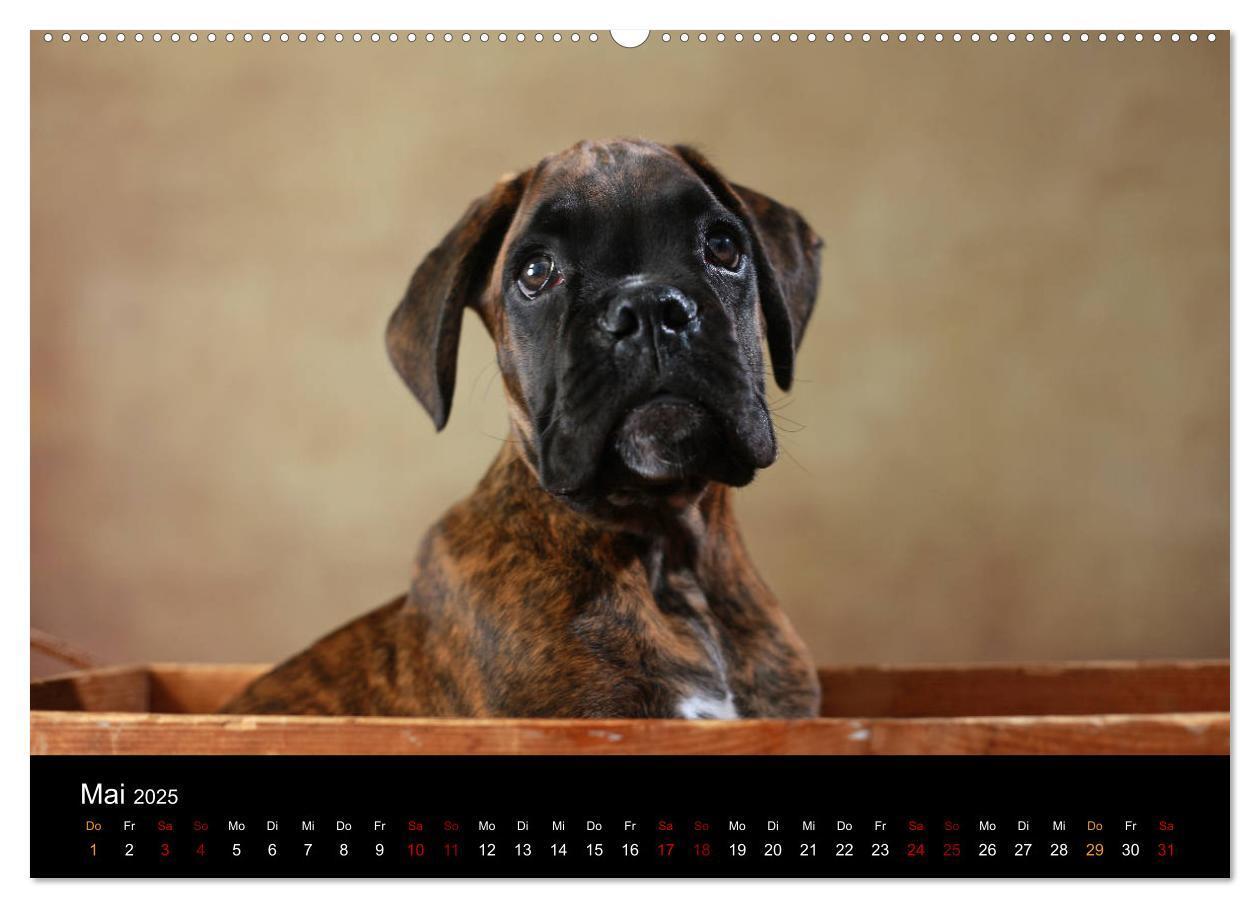 Bild: 9783435435876 | Liebenswerte Boxer (Wandkalender 2025 DIN A2 quer), CALVENDO...