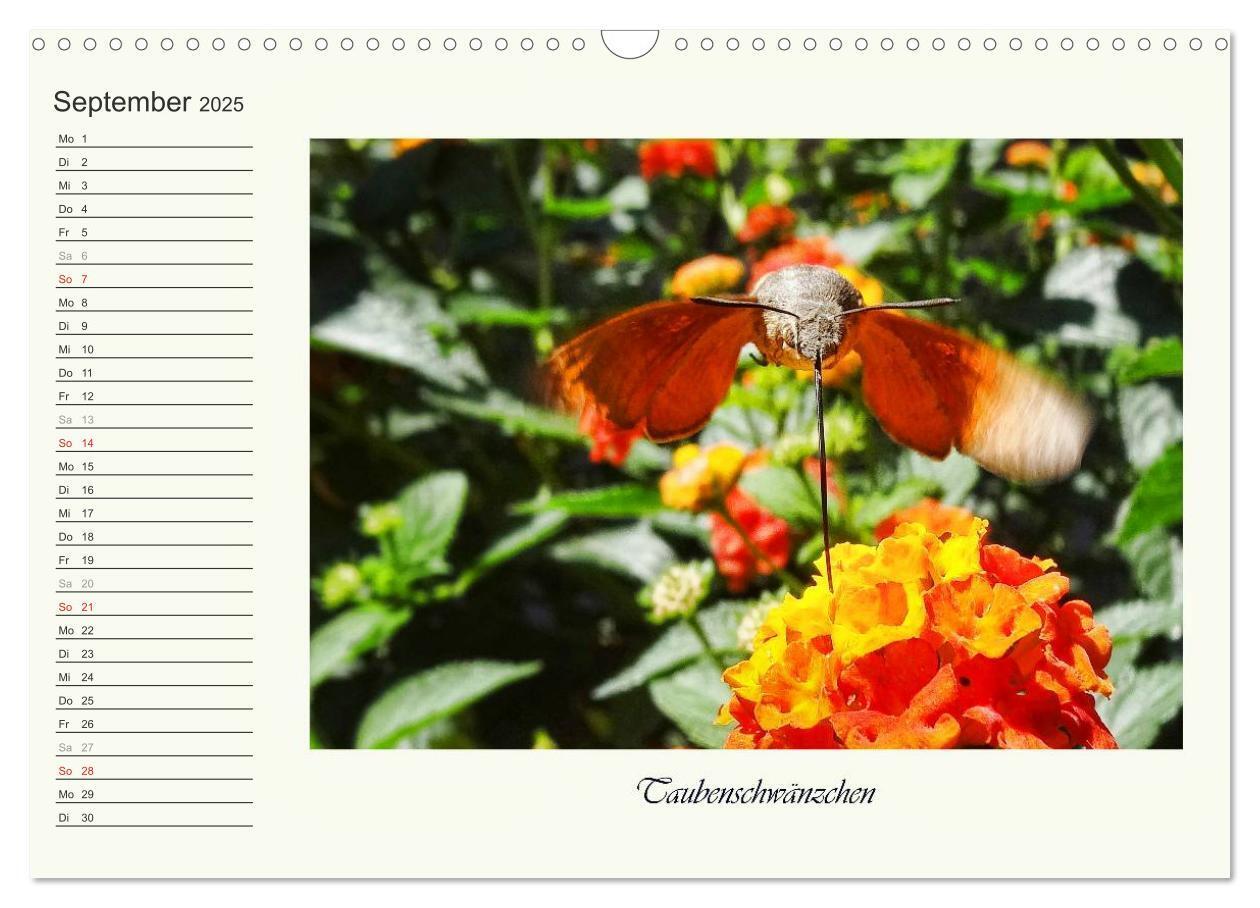 Bild: 9783435521821 | Blaue Holzbiene ¿ Hummel ¿ und Taubenschwänzchen. (Wandkalender...