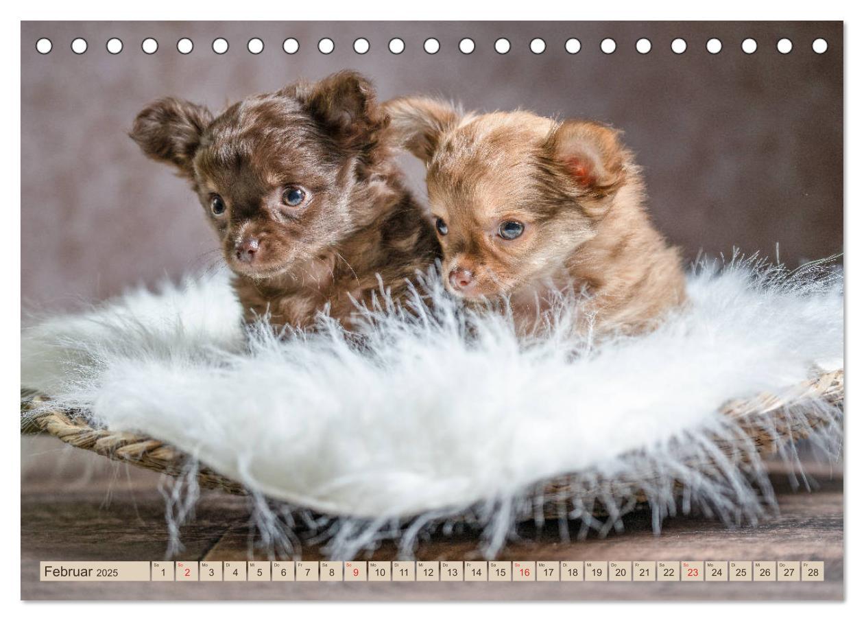 Bild: 9783435286645 | Chihuahua-Babys - Amy und Angel im Studio (Tischkalender 2025 DIN...