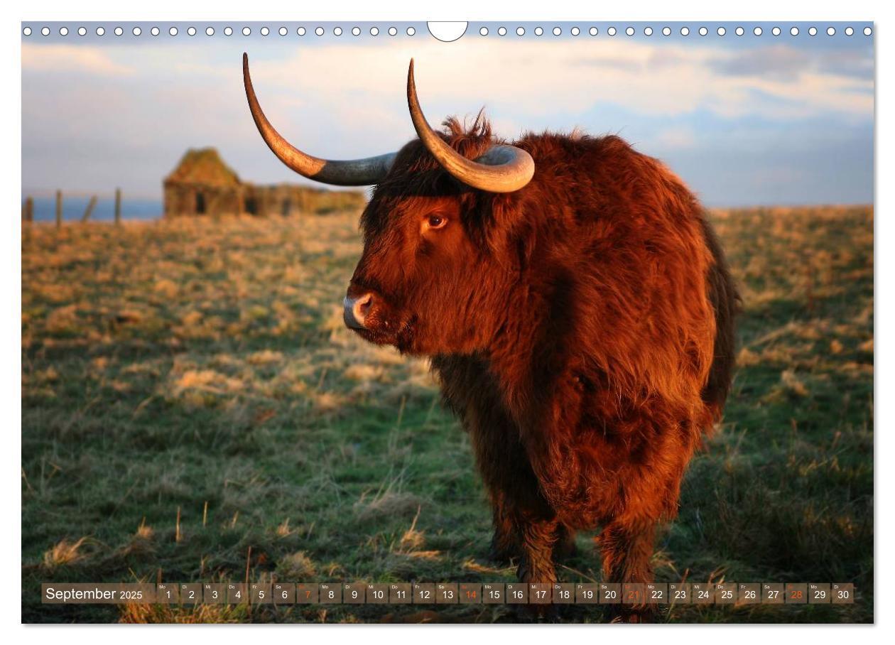 Bild: 9783435731145 | Schottische Hochlandrinder - Highland Cattle im Portrait...