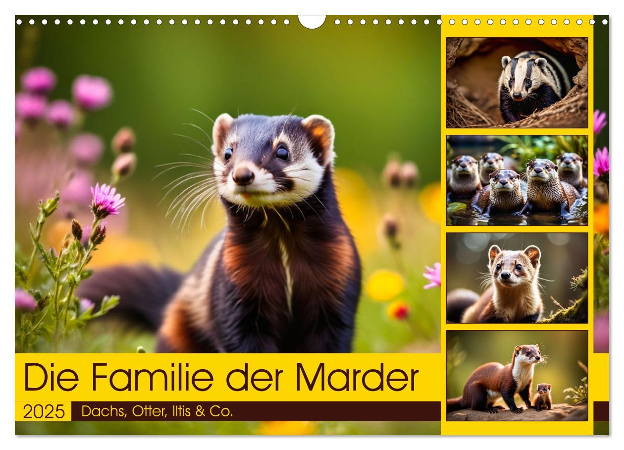 Cover: 9783457165874 | Die Familie der Marder (Wandkalender 2025 DIN A3 quer), CALVENDO...