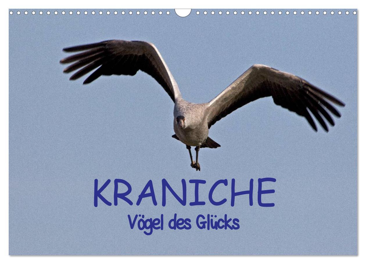 Cover: 9783435816316 | Kraniche - Vögel des Glücks (Wandkalender 2025 DIN A3 quer),...