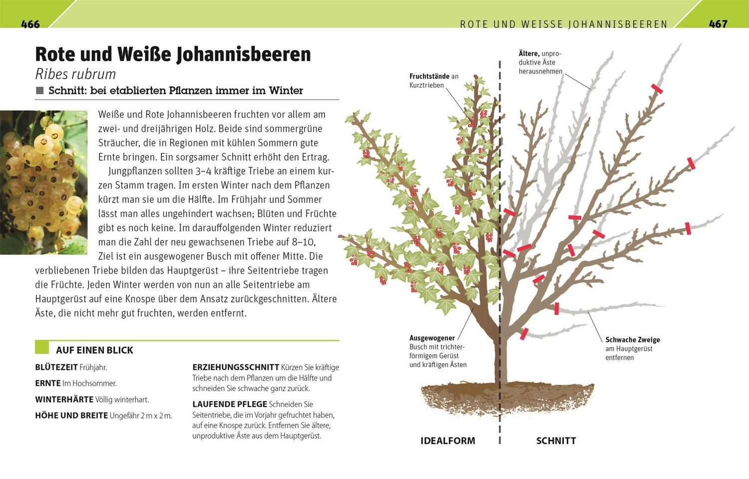 Bild: 9783831042647 | Gartenwissen Pflanzenschnitt | Andrew Mikolajski | Taschenbuch | 2021