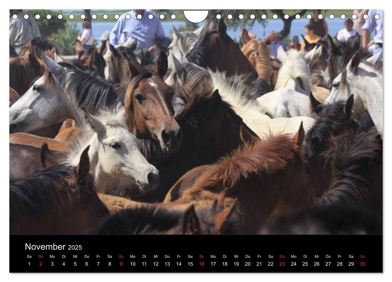 Bild: 9783435567126 | Caballos Spanische Pferde 2025 (Wandkalender 2025 DIN A4 quer),...