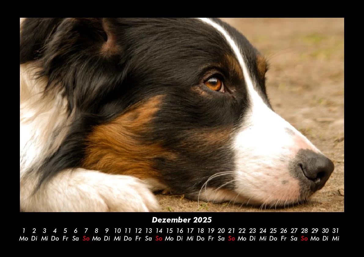 Bild: 9783755980223 | Haustierkalender 2025 Fotokalender DIN A3 | Tobias Becker | Kalender