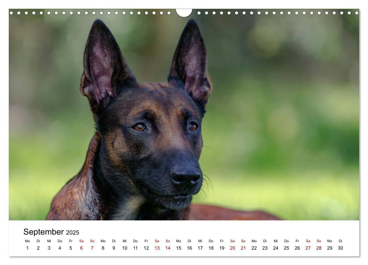 Bild: 9783435340019 | Malinois - Wahnsinn auf vier Pfoten (Wandkalender 2025 DIN A3...