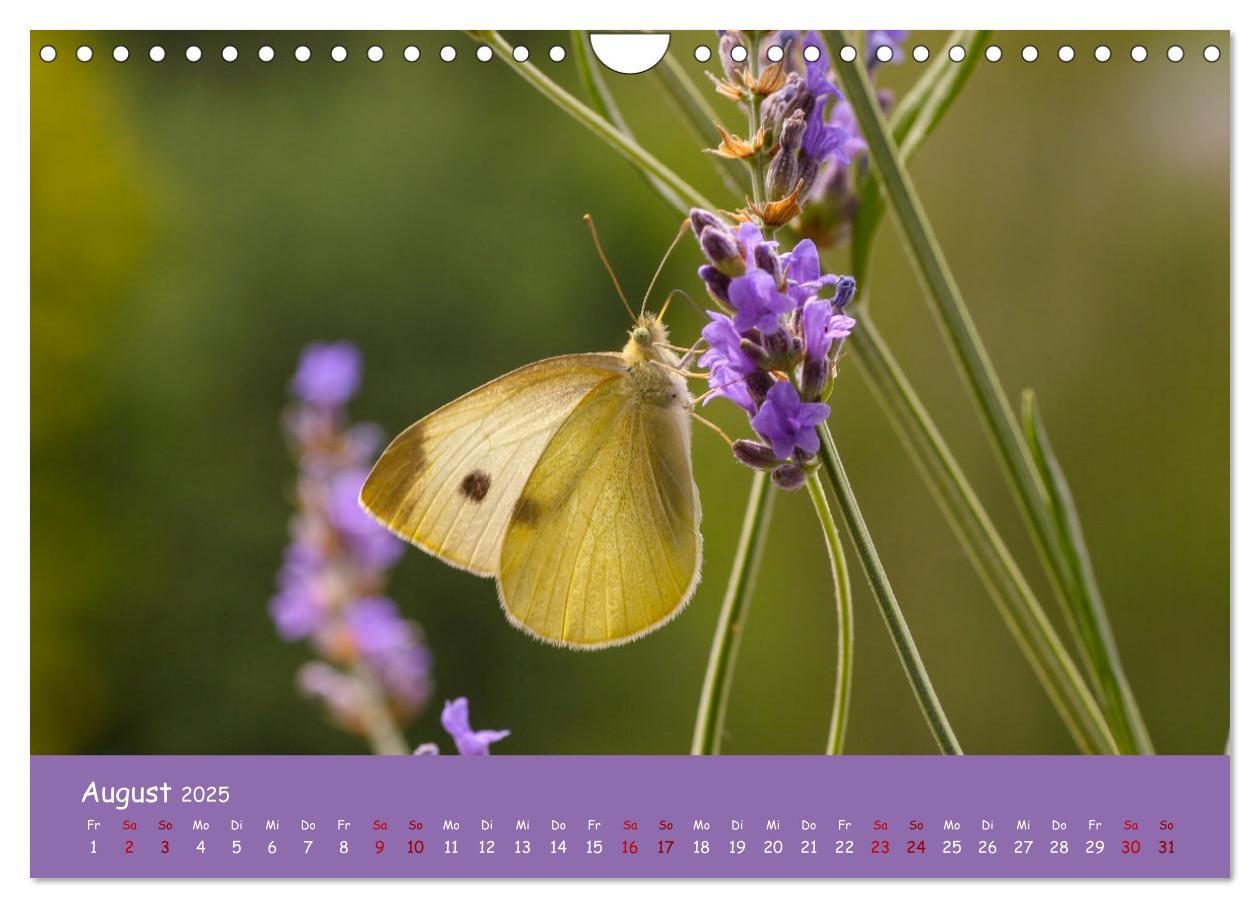 Bild: 9783435089192 | Insekten - Kleine Wunder (Wandkalender 2025 DIN A4 quer), CALVENDO...