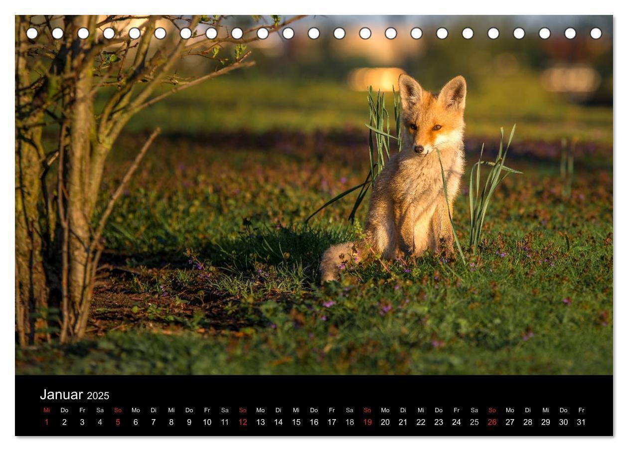 Bild: 9783435560011 | Joni, der kleine Fuchs (Tischkalender 2025 DIN A5 quer), CALVENDO...