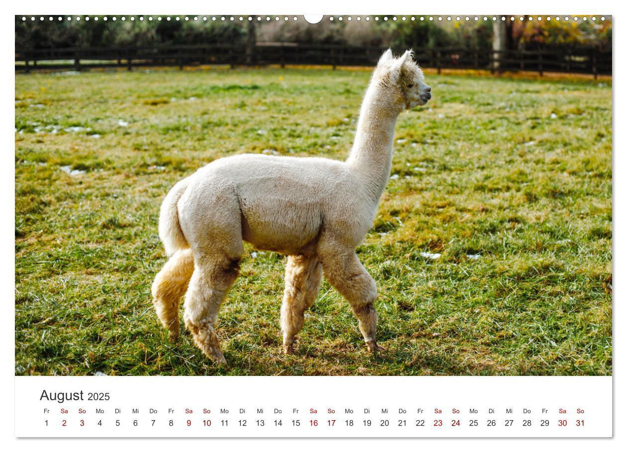 Bild: 9783435003068 | Lamas und Alpakas - Die weichen Neuweltkamele. (Wandkalender 2025...