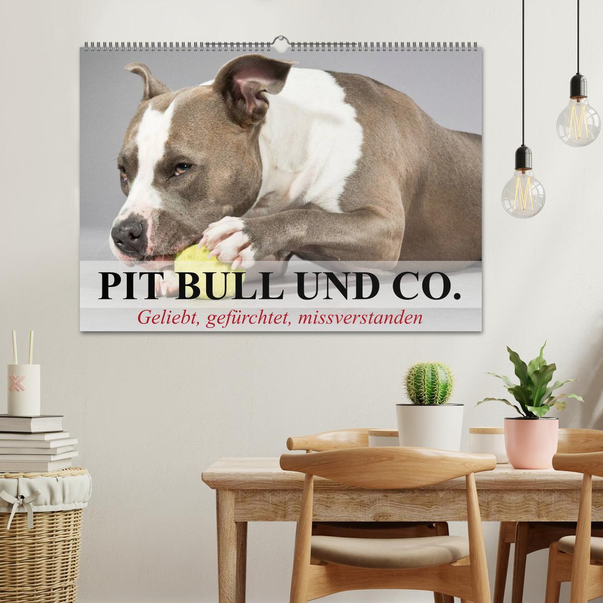 Bild: 9783435658053 | Pit Bull und Co. - Geliebt, gefürchtet, missverstanden...