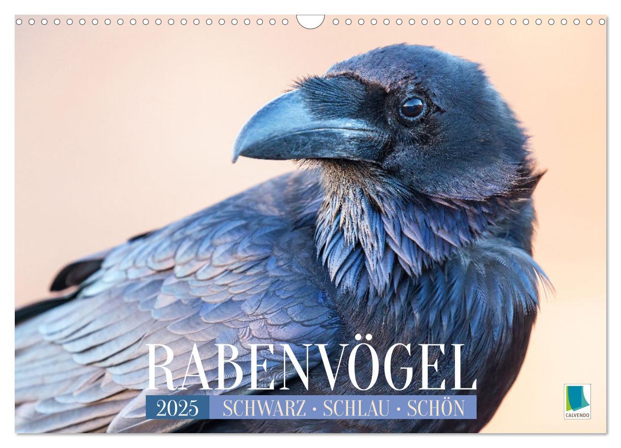 Cover: 9783383776632 | Rabenvögel: Schwarz, schlau, schön (Wandkalender 2025 DIN A3 quer),...