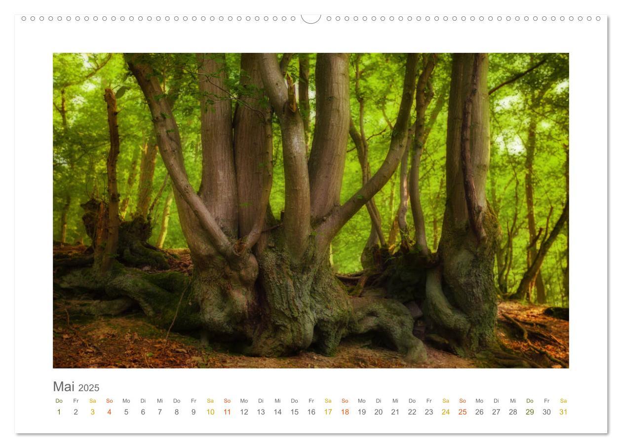 Bild: 9783435411092 | Im Märchenwald des Untertaunus (hochwertiger Premium Wandkalender...