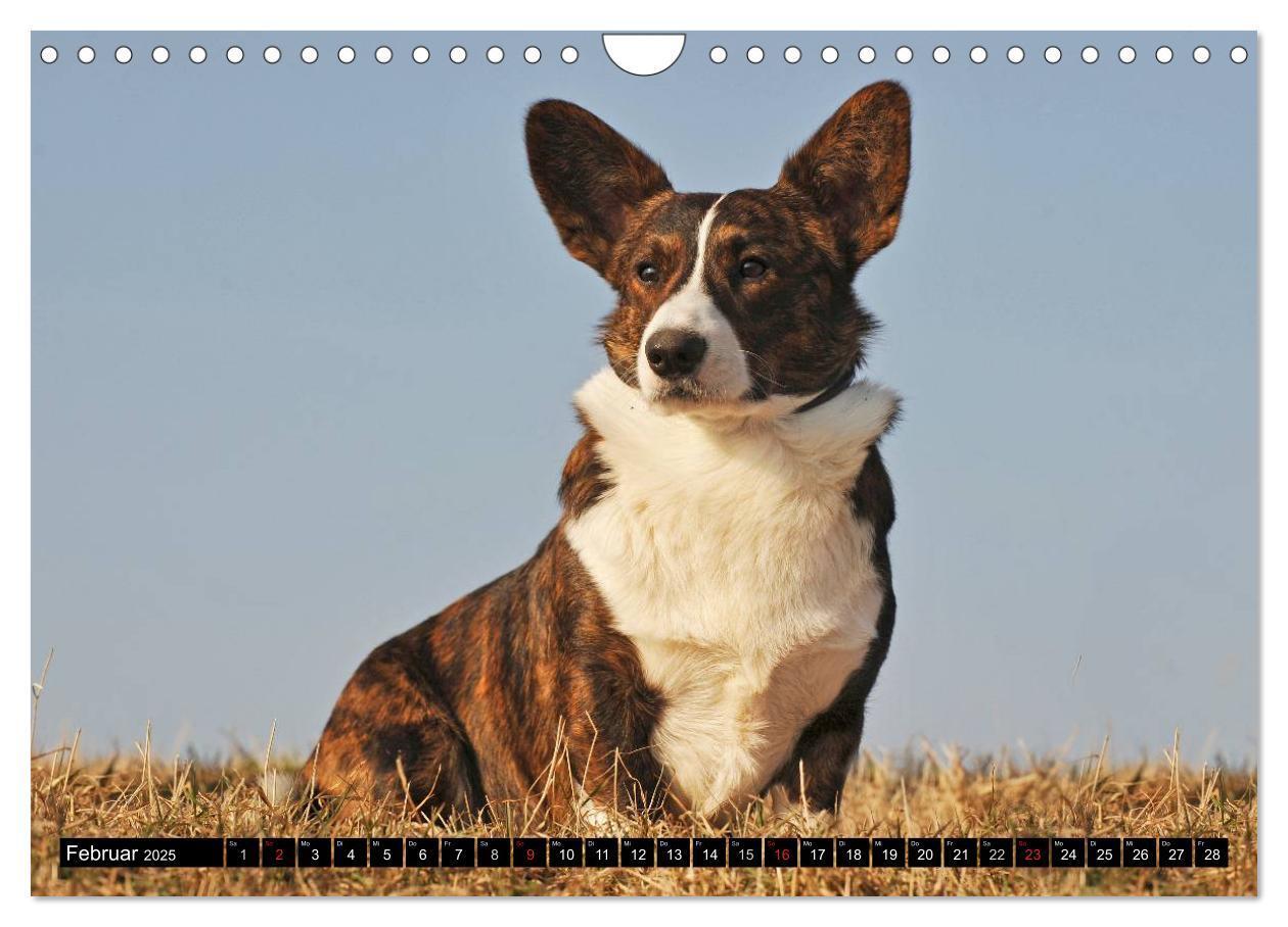 Bild: 9783435671168 | Welsh Corgi - Kobold auf 4 Pfoten (Wandkalender 2025 DIN A4 quer),...