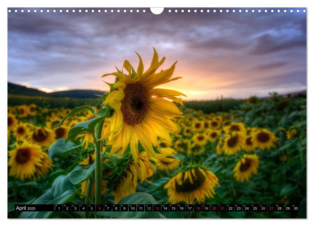 Bild: 9783435696765 | Zeit für Sonnenblumen (Wandkalender 2025 DIN A3 quer), CALVENDO...