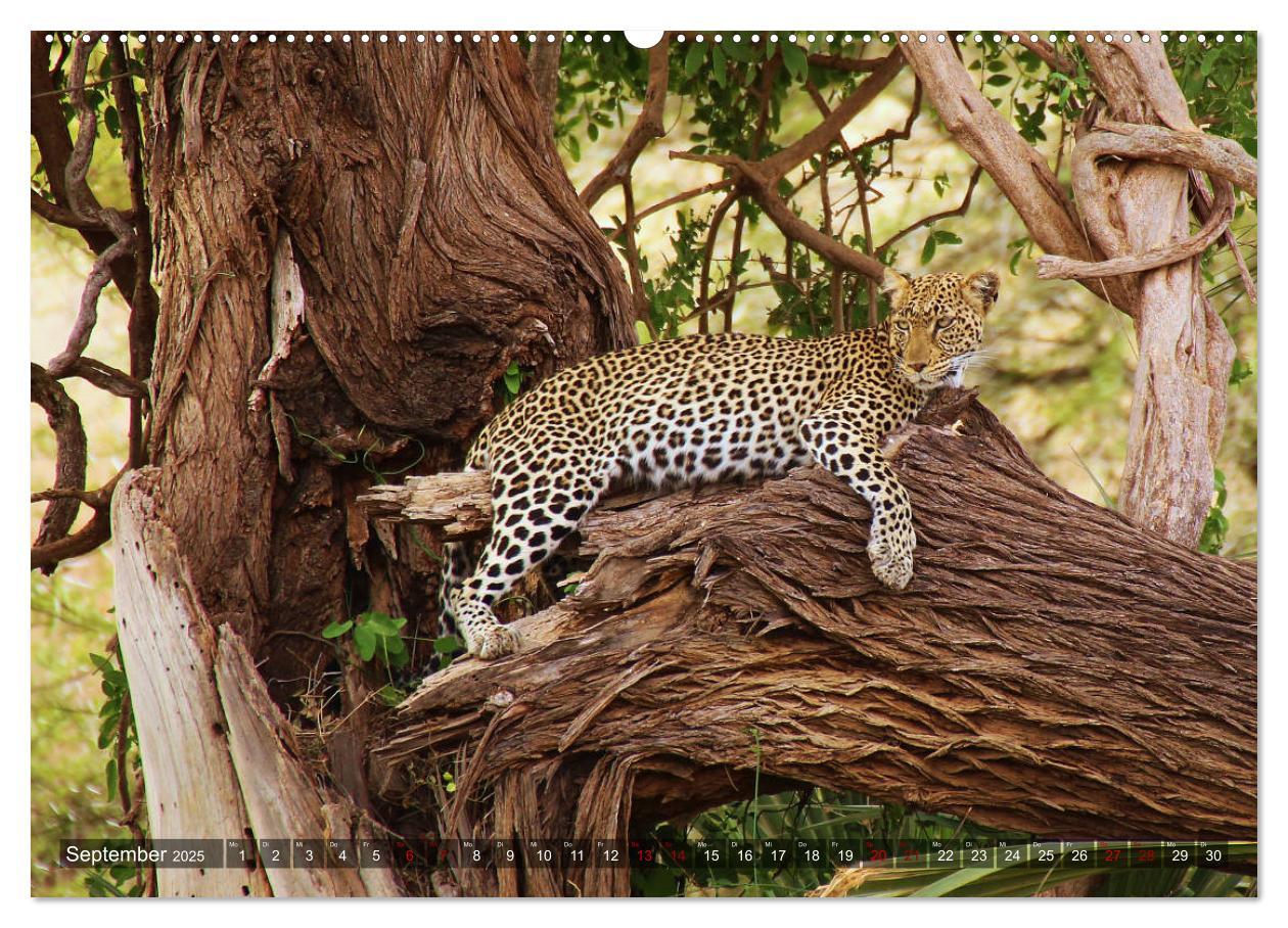 Bild: 9783435245604 | Afrika - Zauber der Wildnis (hochwertiger Premium Wandkalender 2025...