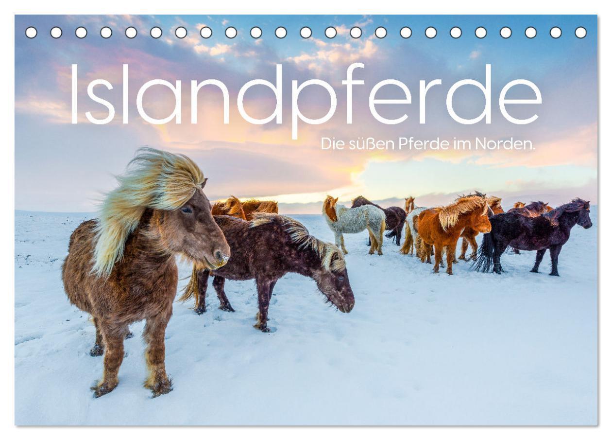 Cover: 9783457181645 | Islandpferde - Die süßen Pferde im Norden. (Tischkalender 2025 DIN...