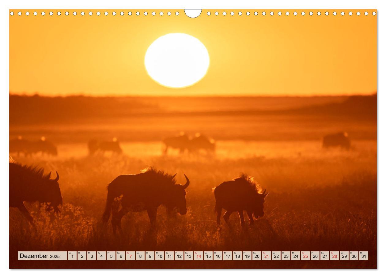 Bild: 9783435471836 | Magisches Namibia - Tiere und Landschaften (Wandkalender 2025 DIN...