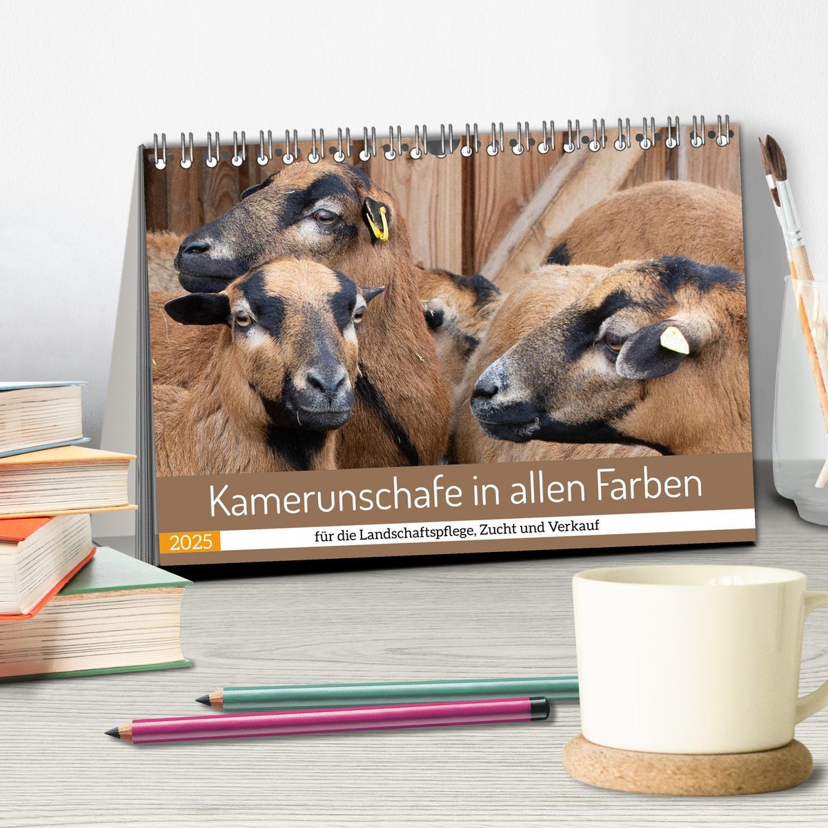 Bild: 9783383976032 | Kamerunschafe in allen Farben (Tischkalender 2025 DIN A5 quer),...