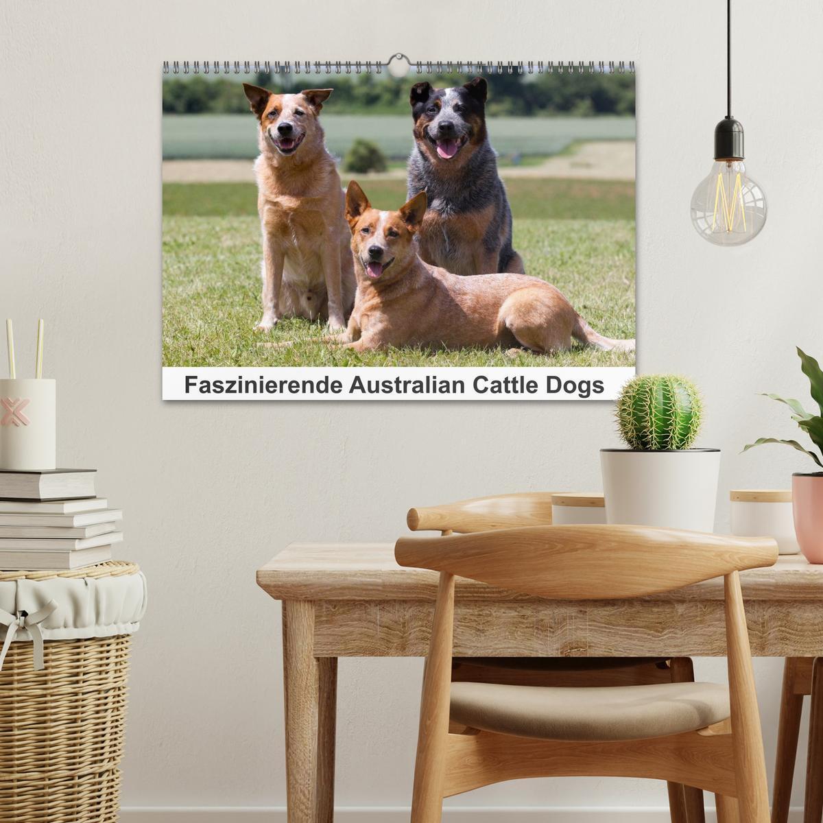 Bild: 9783435704736 | Faszinierende Australian Cattle Dogs (Wandkalender 2025 DIN A3...