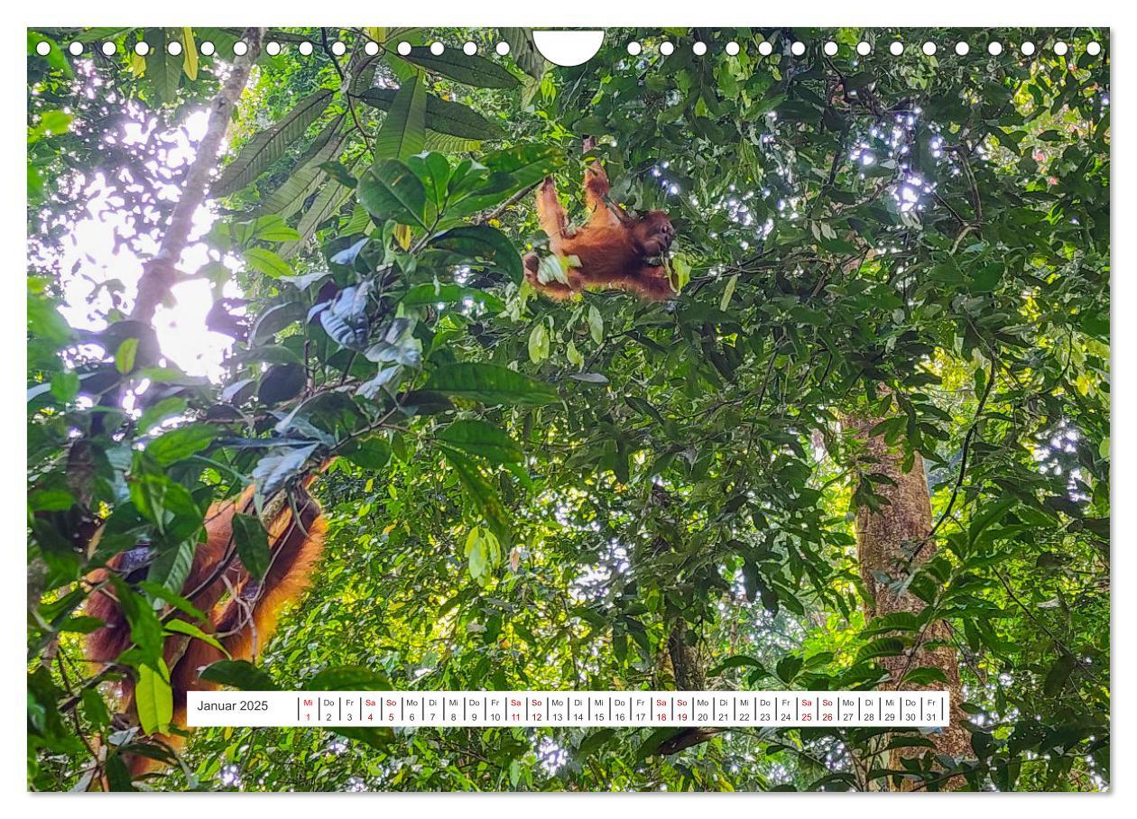 Bild: 9783457150726 | Gunung Leuser Nationalpark und seine Orang Utans (Wandkalender 2025...